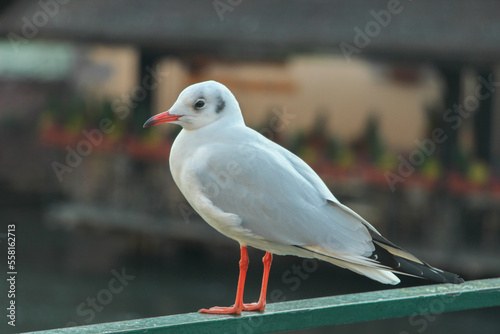 mouette