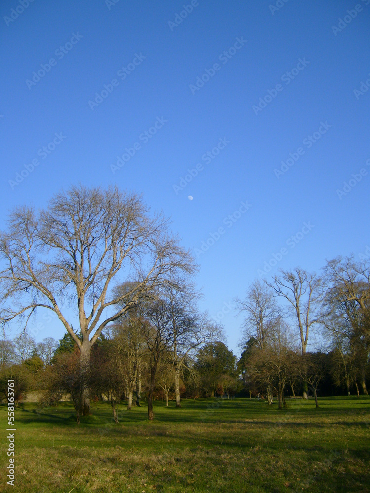 Obraz premium arbre en hiver