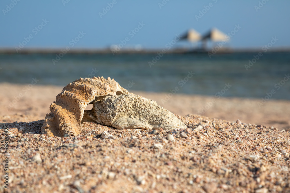 Beautiful large shell on the beach. Sunny summer day. Beautiful beach. Large sea shell. Beautiful large shell on the beach. Sunny summer day. Beautiful beach. Large sea shell.