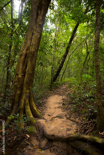 Green Indian rainforest trees with curved pathway.