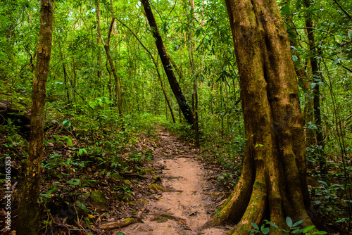 Green Indian rainforest trees with curved pathway.