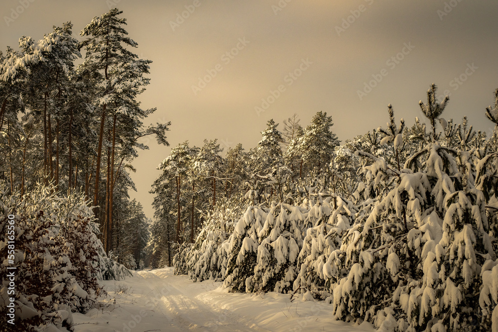 Winter
