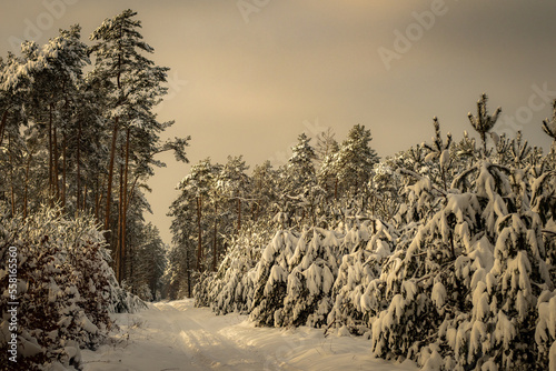 Winter