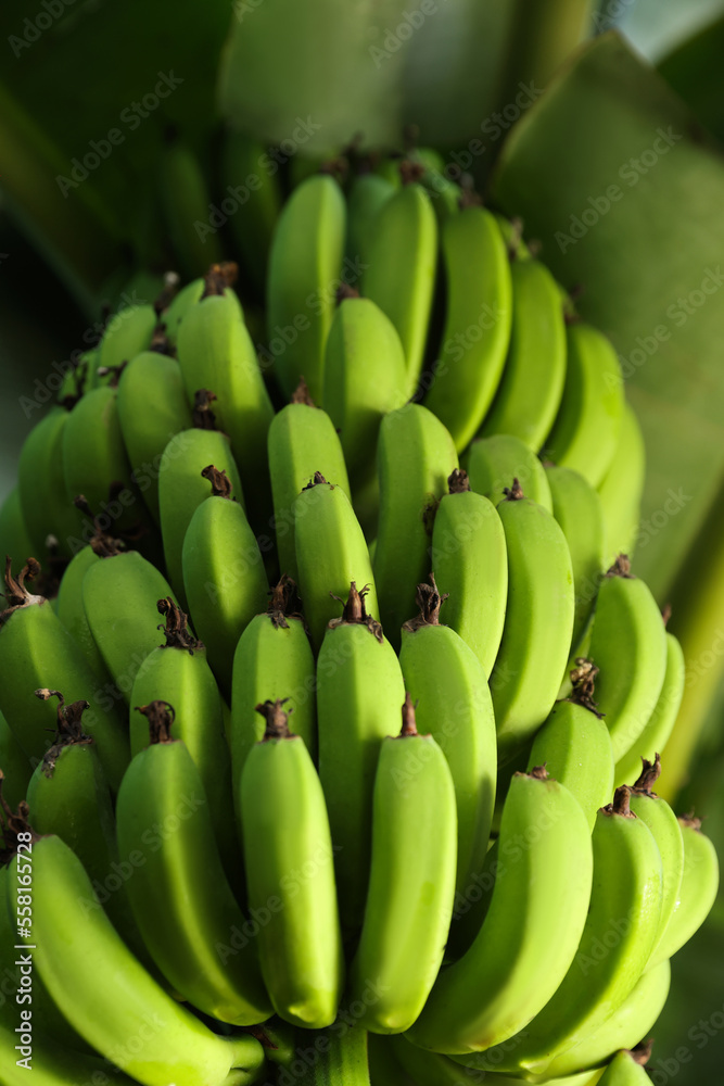 Unripe bananas growing on tree outdoors, low angle view Unripe bananas growing on tree outdoors, low angle view