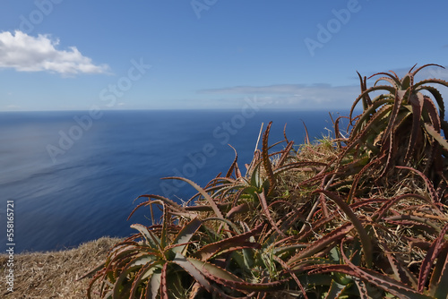 Aloe im Herbst auf Madeira