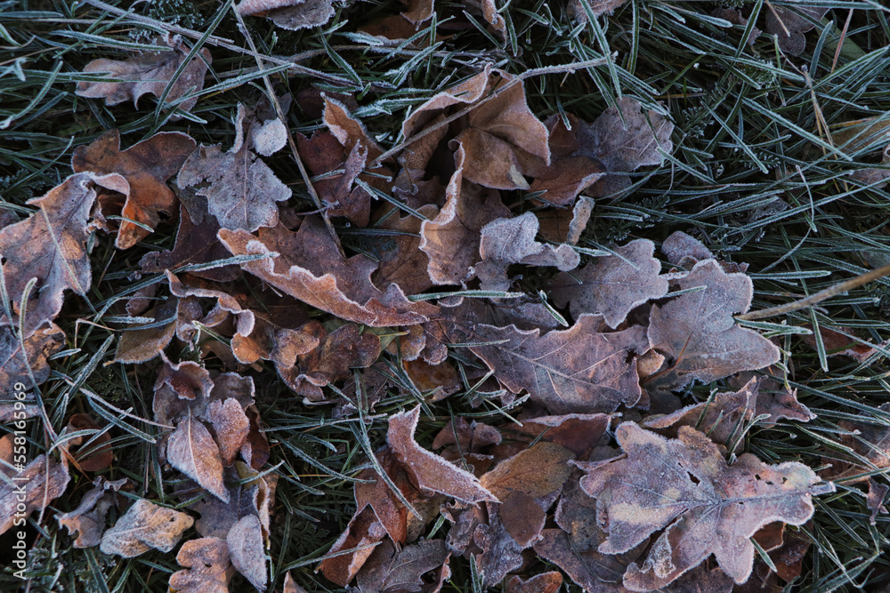 Beautiful yellowed leaves on grass covered with frost outdoors, top view. Autumn season Beautiful yellowed leaves on grass covered with frost outdoors, top view. Autumn season