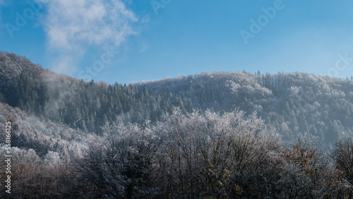 Blue sky over a snowy mountains and pine forest, with mist around it, 