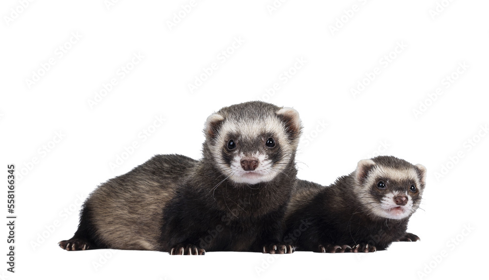 Cute couple of young ferrets laying down side ways, looking to camera. Isolated on a white background. Cute couple of young ferrets laying down side ways, looking to camera. Isolated on a white background.