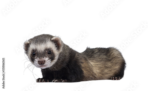 Cute young ferret laying down side ways, looking to camera. Isolated on a white background.