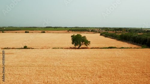Campo di grano in estate, con albero sullo sfondo - Italy, Puglia, Taranto, Salento photo