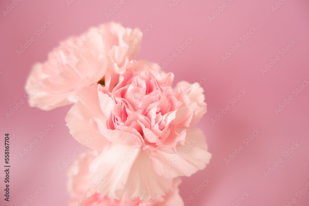 Beautiful pink Carnation flowers on pink background. Closed up pink Carnation flower photo for Mother's day, Women's day and Wedding day design. 