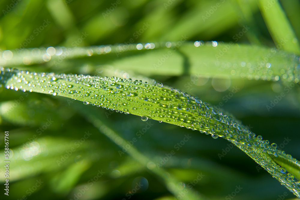 macro photography of water drops on grass macro photography of water drops on grass
