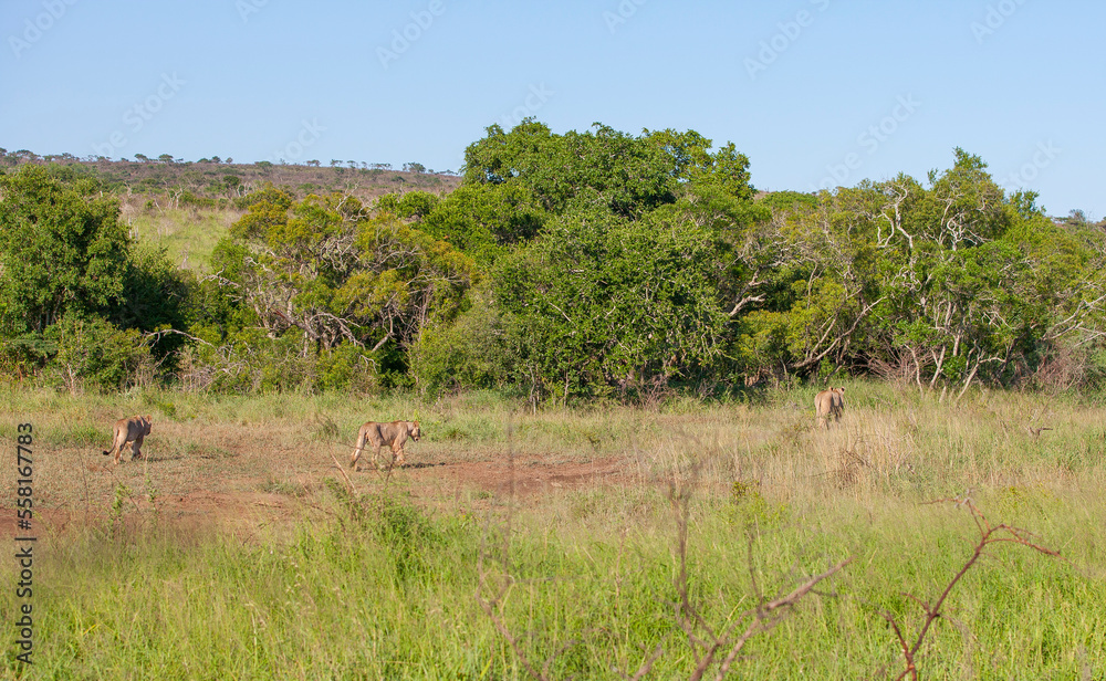 Lions have a very important place in Hluhluwe Imfolozi park in South Africa. Lions have a very important place in Hluhluwe Imfolozi park in South Africa.