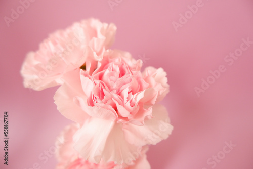 Beautiful pink Carnation flowers on pink background. Closed up pink Carnation flower photo for Mother s day  Women s day and Wedding day design. 