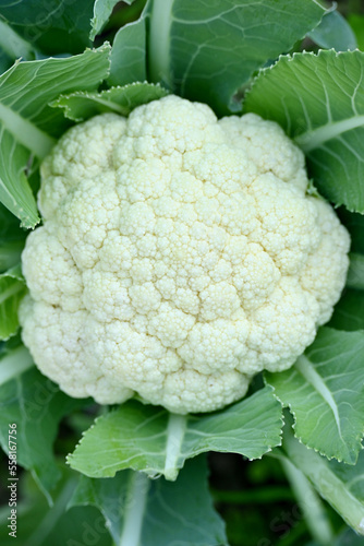 closeup the ripe green cauliflower plant with white flower growing in the farm soft focus natural green brown background.