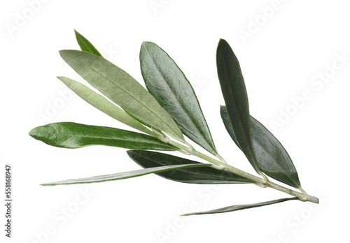 Olive twig with fresh green leaves on white background