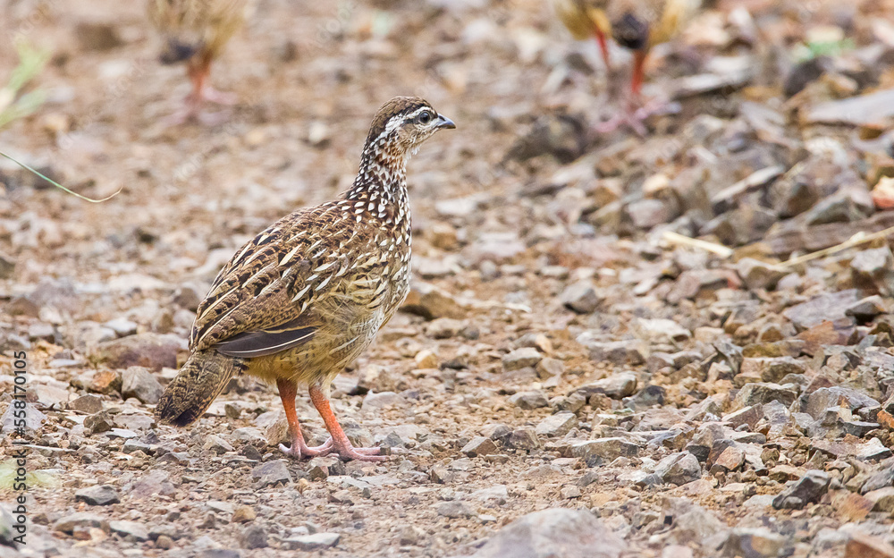 Crested francolin (Dendroperdix sephaena) is a bird species in the Phasianidae family. It is found in many countries on the African continent. Crested francolin (Dendroperdix sephaena) is a bird species in the Phasianidae family. It is found in many countries on the African continent.