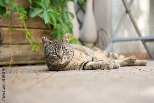 Striped grey cat lying on its side on a deck -  incision scar on her left ear