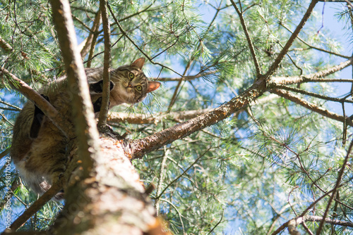 Grey tabby cat standing high on branches of a pine tree, looking down into the camera