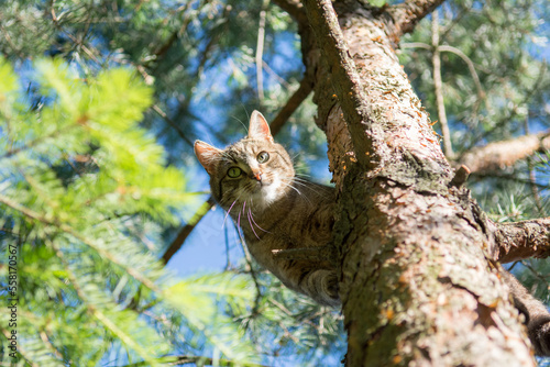 Grey tabby cat standing high on a pine tree, looking down into the camera
