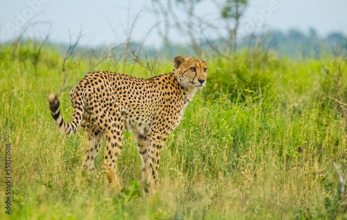 In African savannahs, Cheetah is looking for prey. © selim