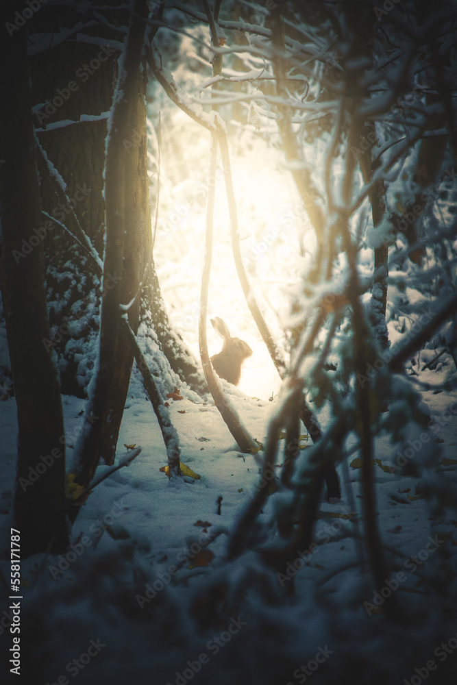 rabbit in the winter snow forest - obrazy, fototapety, plakaty 
