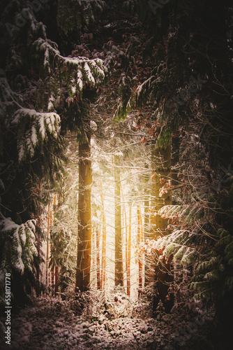 light in the winter forest