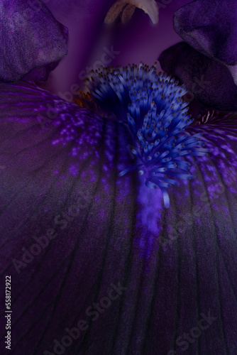 Fototapeta Naklejka Na Ścianę i Meble -  iris flower background