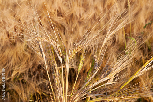 Barley ears on the background of a barley field. Agricultural background. Barley field.
