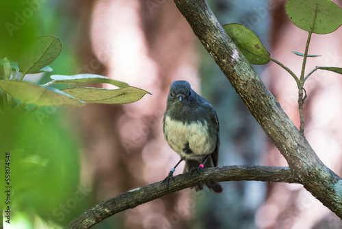 The South Island robin (Petroica australis) photo