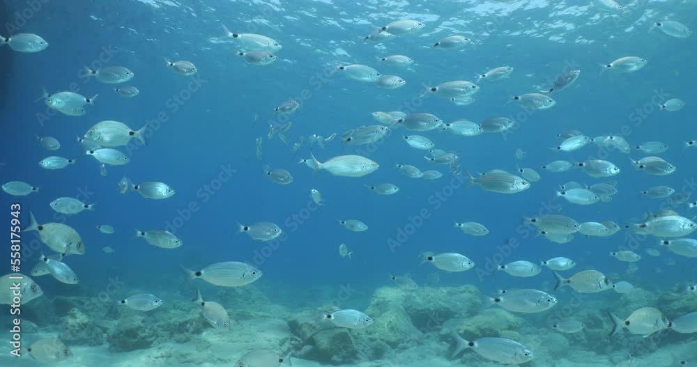 fish scenery underwater sun beams sun rays underwater mediterranean sea sun shine relaxing ocean scenery fish scenery underwater sun beams sun rays underwater mediterranean sea sun shine relaxing ocean scenery