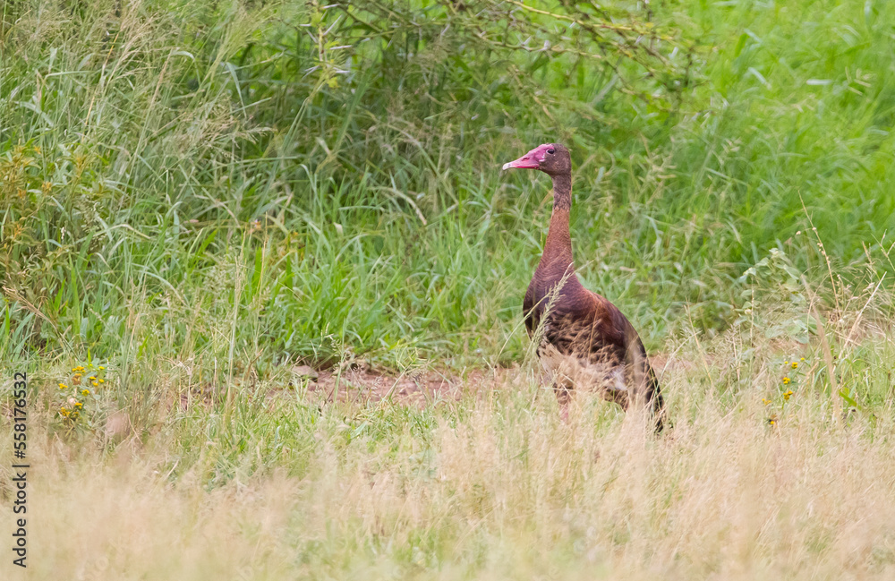 Spur-winged goose (Plectropterus gambensis) is found in wetlands all over Sub-Saharan Africa. Spur-winged goose (Plectropterus gambensis) is found in wetlands all over Sub-Saharan Africa.