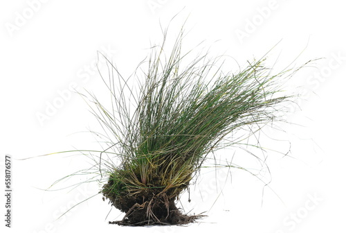 Sod of  green grass with dirt in winter isolated on white 