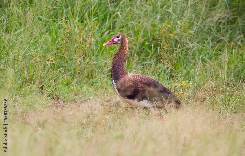 Spur-winged goose (Plectropterus gambensis) is found in wetlands all over Sub-Saharan Africa. Spur-winged goose (Plectropterus gambensis) is found in wetlands all over Sub-Saharan Africa.