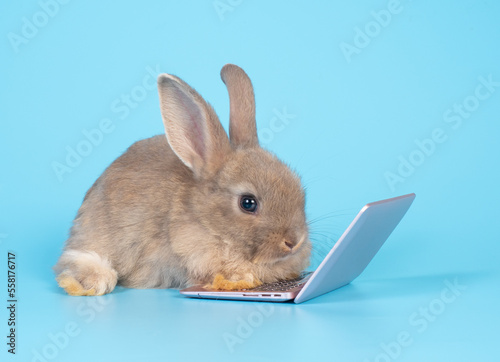 Baby bunny gray rabbit with laptop sitting on blue background. Lovely baby rabbit looking camera and working with notebook.