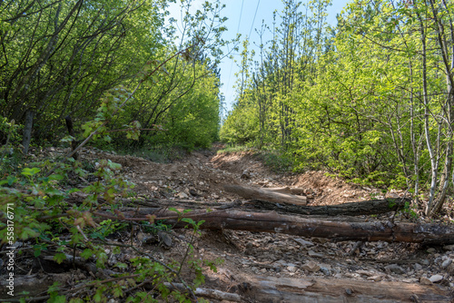 Wallpaper Mural A small path in the park between the tall trees. Torontodigital.ca