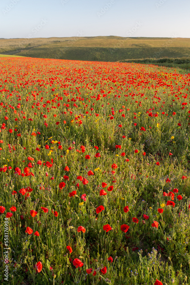 red poppies in a filed with sunshine behind 