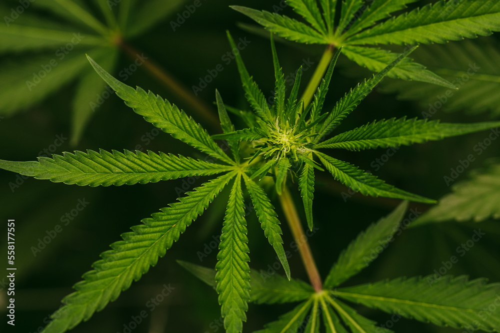 Cannabis plants growing inside legal cultivation facility Cannabis plants growing inside legal cultivation facility