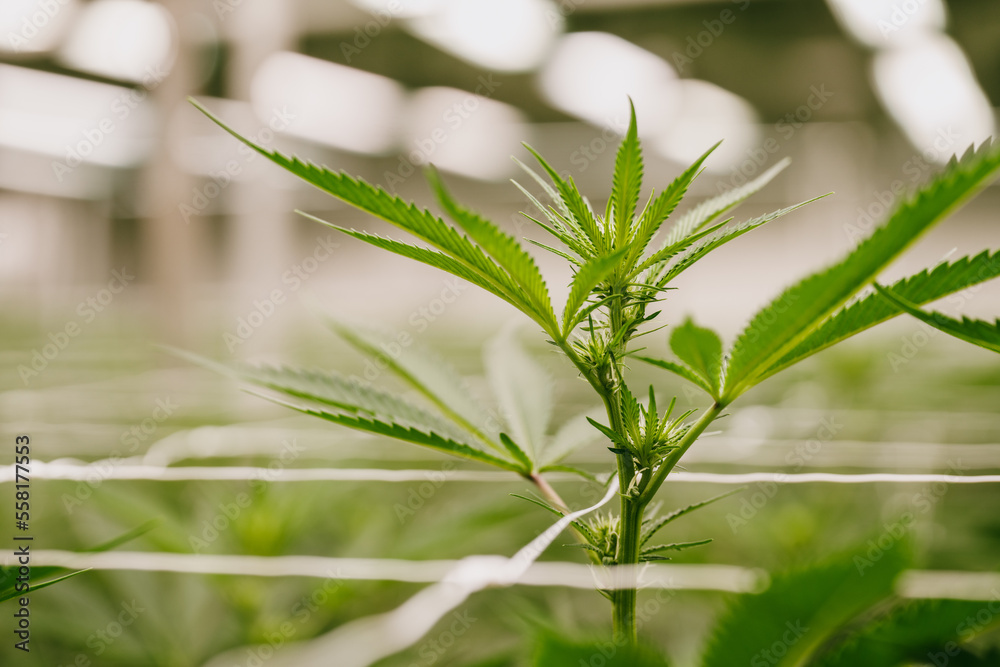 Fototapeta premium Cannabis plants growing inside legal cultivation facility