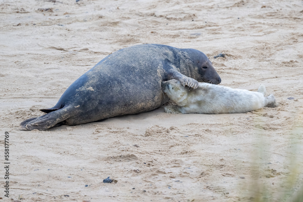 Fototapeta premium Mother and young grey seal (Halichoerus grypus) on a sandy beach in Norfolk