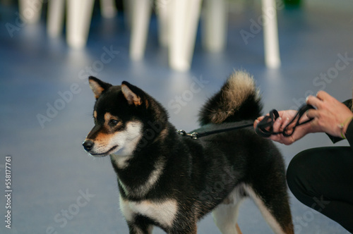 Fotografering portrait d'un joli shiba, chien japonais petite taille
