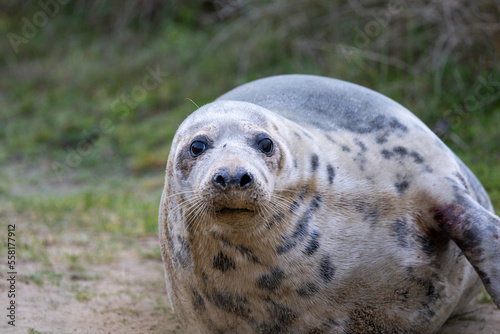 Adult Grey Seal (Halichoerus grypus) in sand dunes in Norfolk