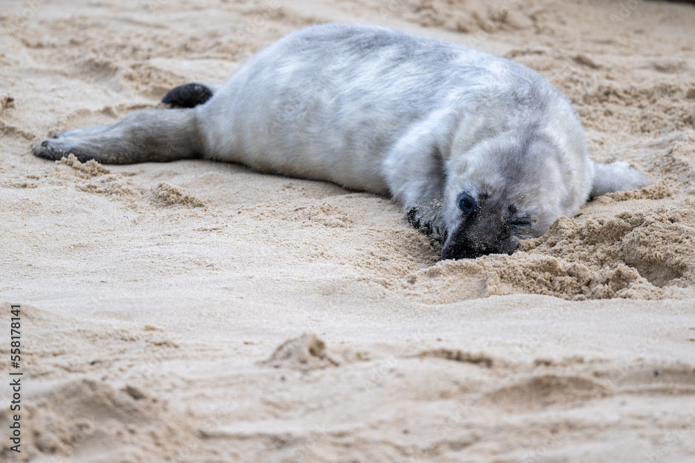 Fototapeta premium Grey seal (Halichoerus grypus) pup on a beach in Norfolk