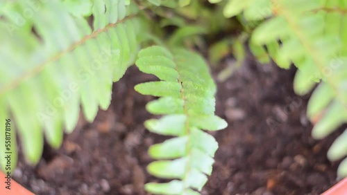 Fern, close up video of spraying water on a fern growing in a flowerpot photo