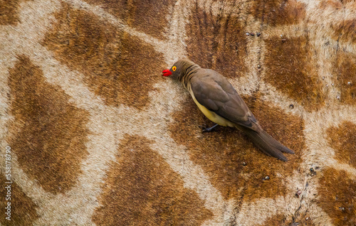 Schilderij op canvas Red-billed oxpecker (Buphagus erythrorhynchus) is a resident African bird