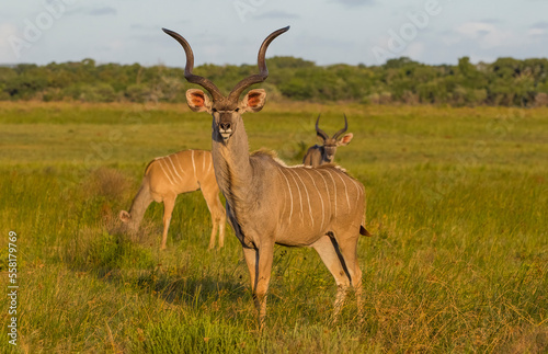 Canvas Print Kudus is two species of antelope of the genus Tragelaphus: Small kudu, Tragelaph