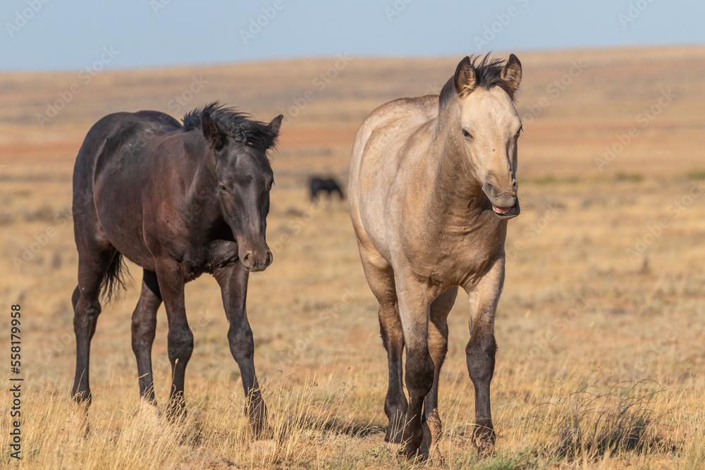 Wild Horses in Autumn in the Wyoming Desert Wild Horses in Autumn in the Wyoming Desert
