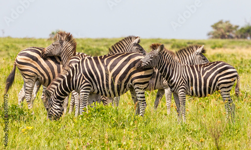 The zebras are the sine qua non of the African savanna and are a very good prey for predators.