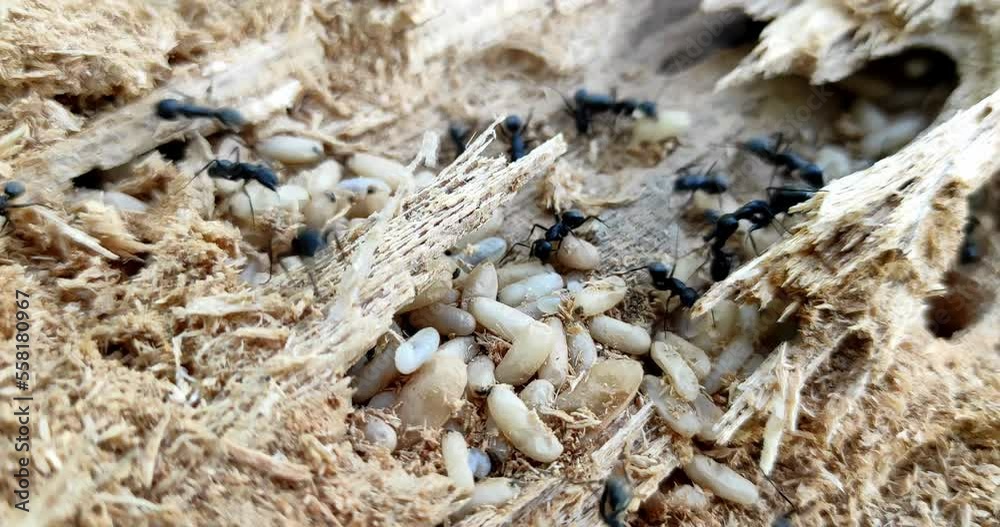 hard working black ants eating larvae of bark beetle, running over log in forest closeup, 4K, Prores hard working black ants eating larvae of bark beetle, running over log in forest closeup, 4K, Prores