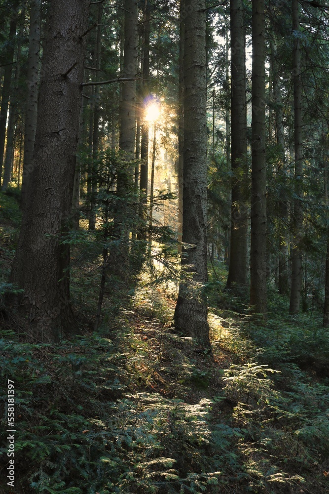 Obraz premium W lesie